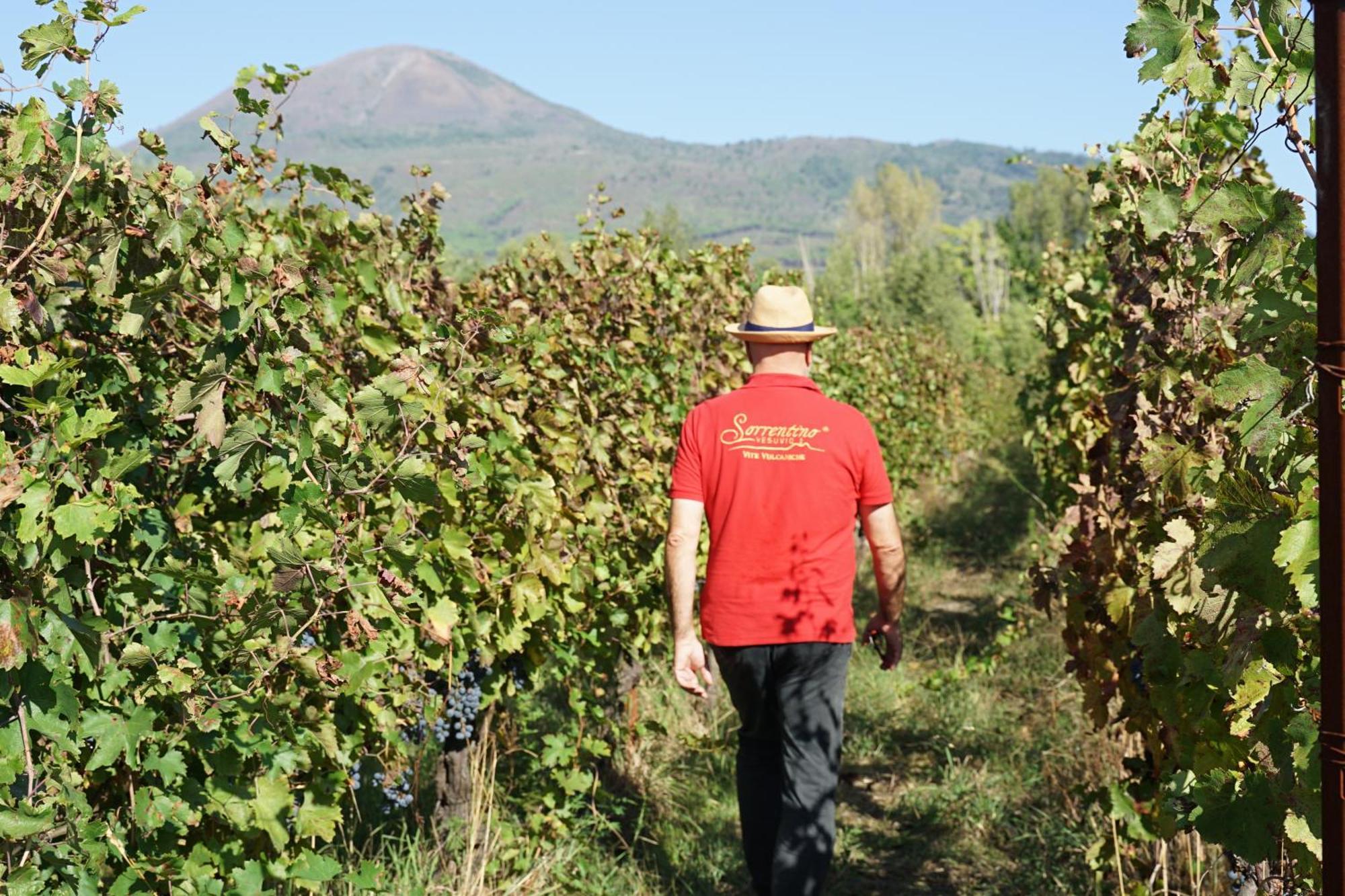 Vesuvio Inn Bed & Wine Experience Boscotrecase ภายนอก รูปภาพ